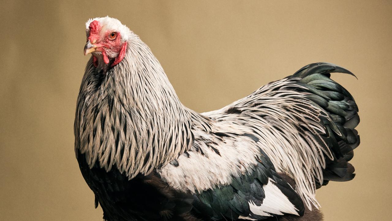 Brahma Brahma