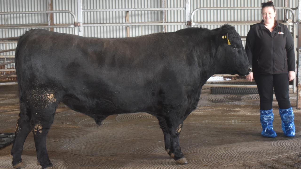 Uppercut the record-breaking Angus bull Uppercut the record-breaking Angus bull