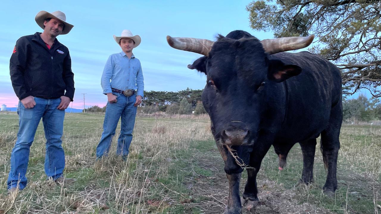 Chris Dornauf of Westbury and Kyle Maskiell of Port Sorell with Bully the bull