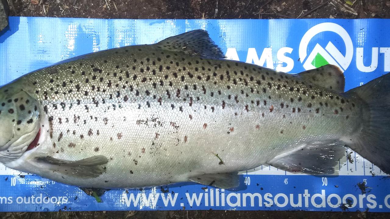 Brown trout