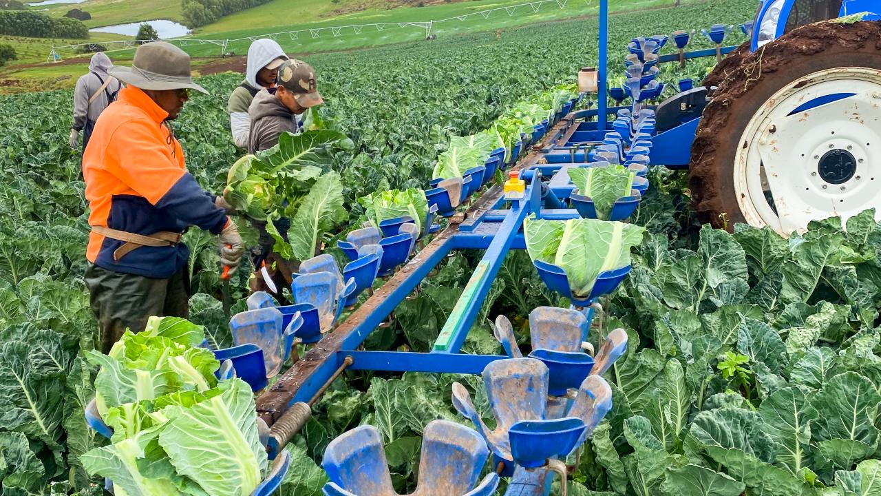 Cauliflowers Cauliflowers