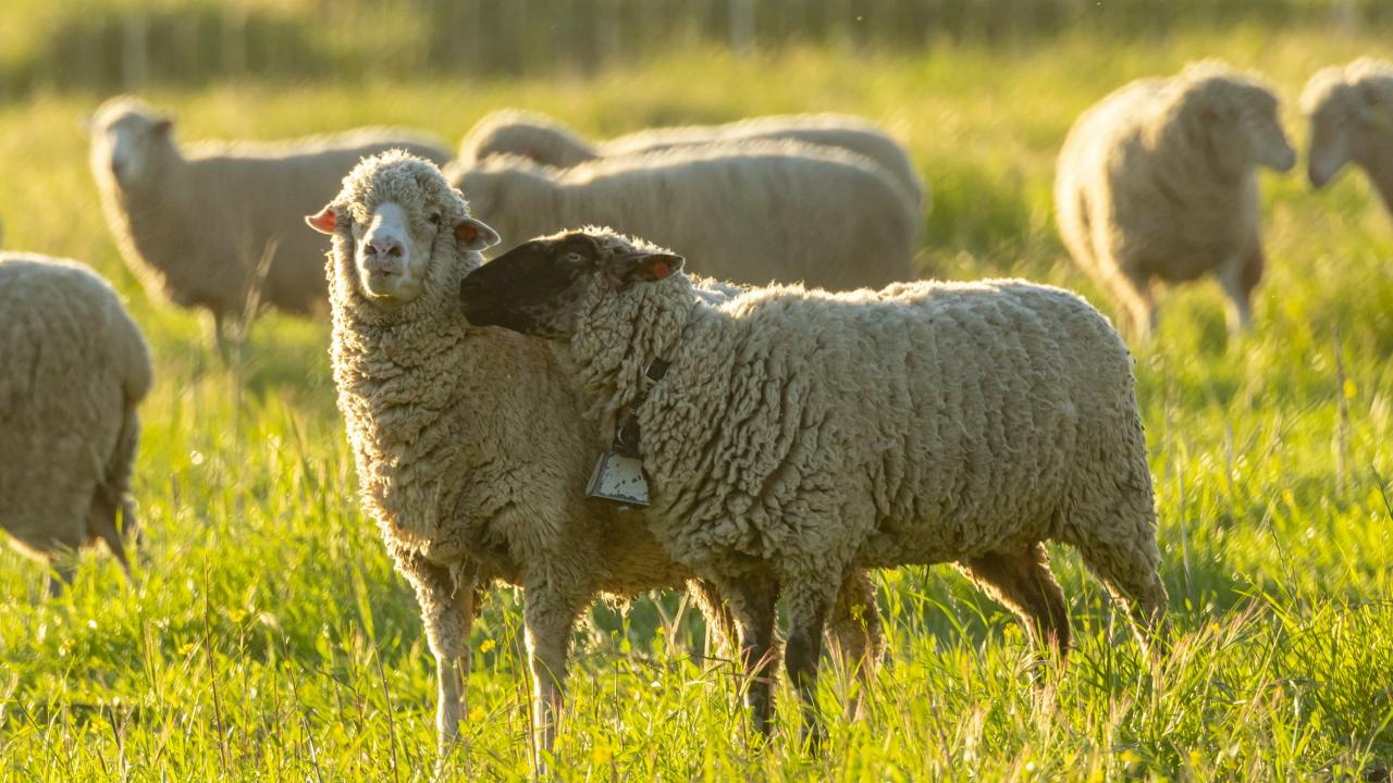 Sheep