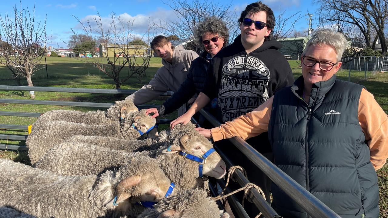 Ty Burn of Royal George, Campbell Town District High ag teacher Jill Bennett, Shane Olsen of Ross and TA Allison Bailey checking on the wethers.