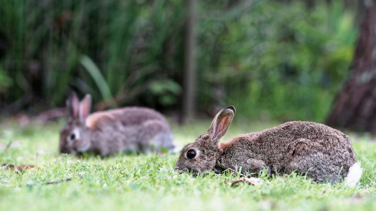Rabbits