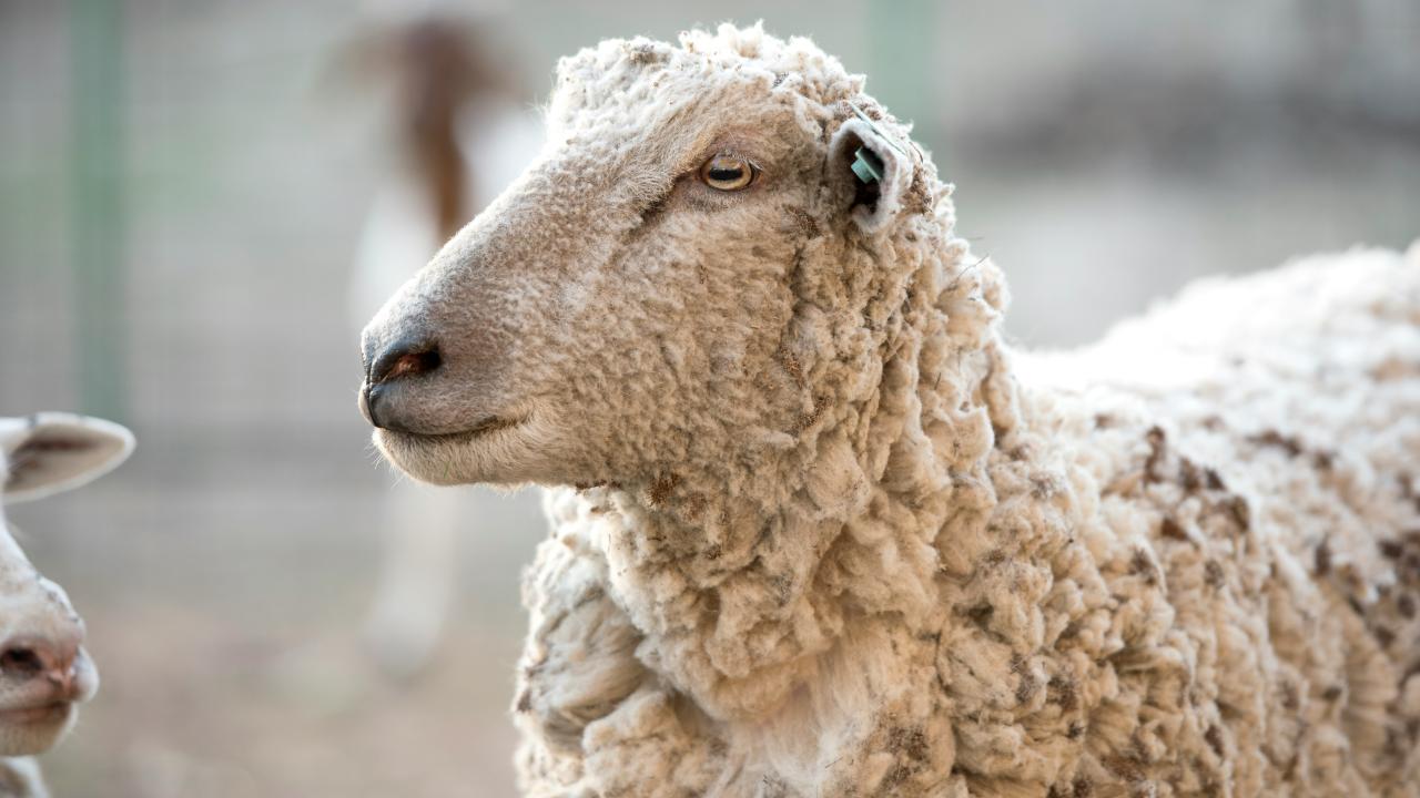 Lamb