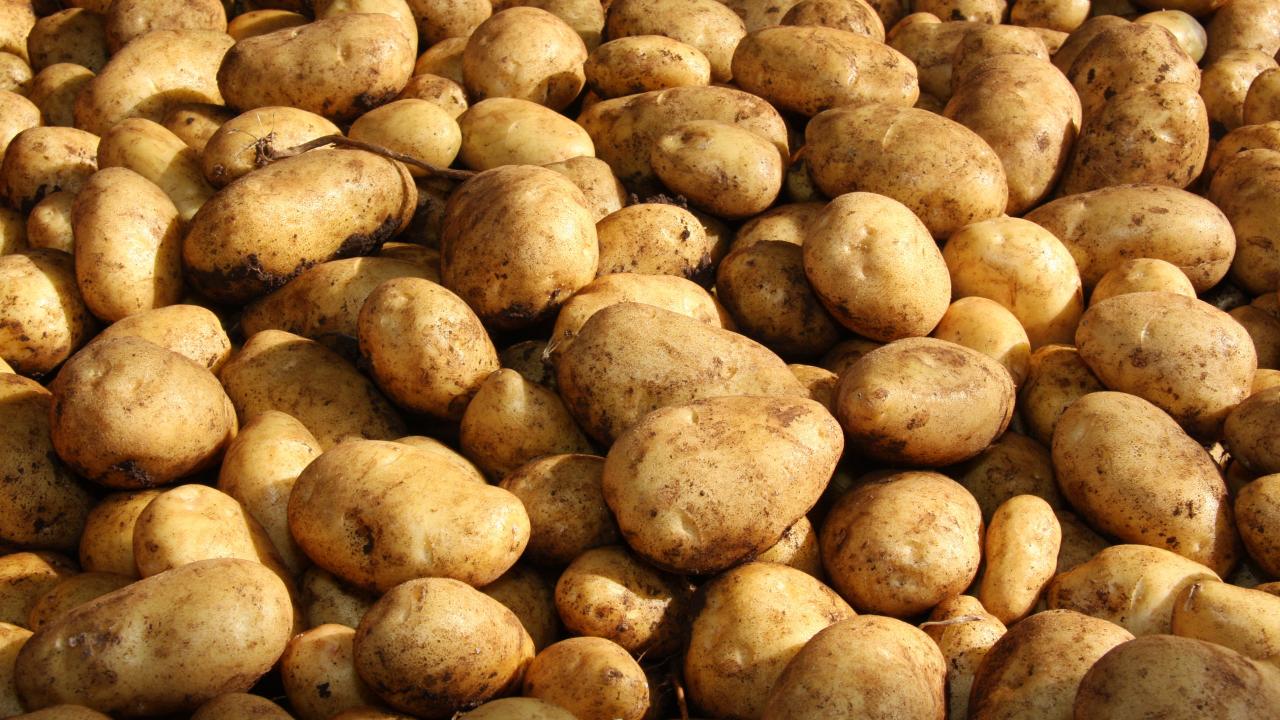 Potato