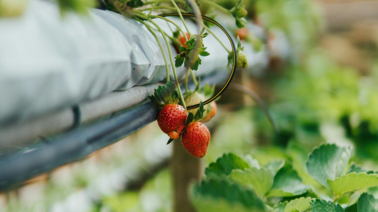 Strawberries Strawberries