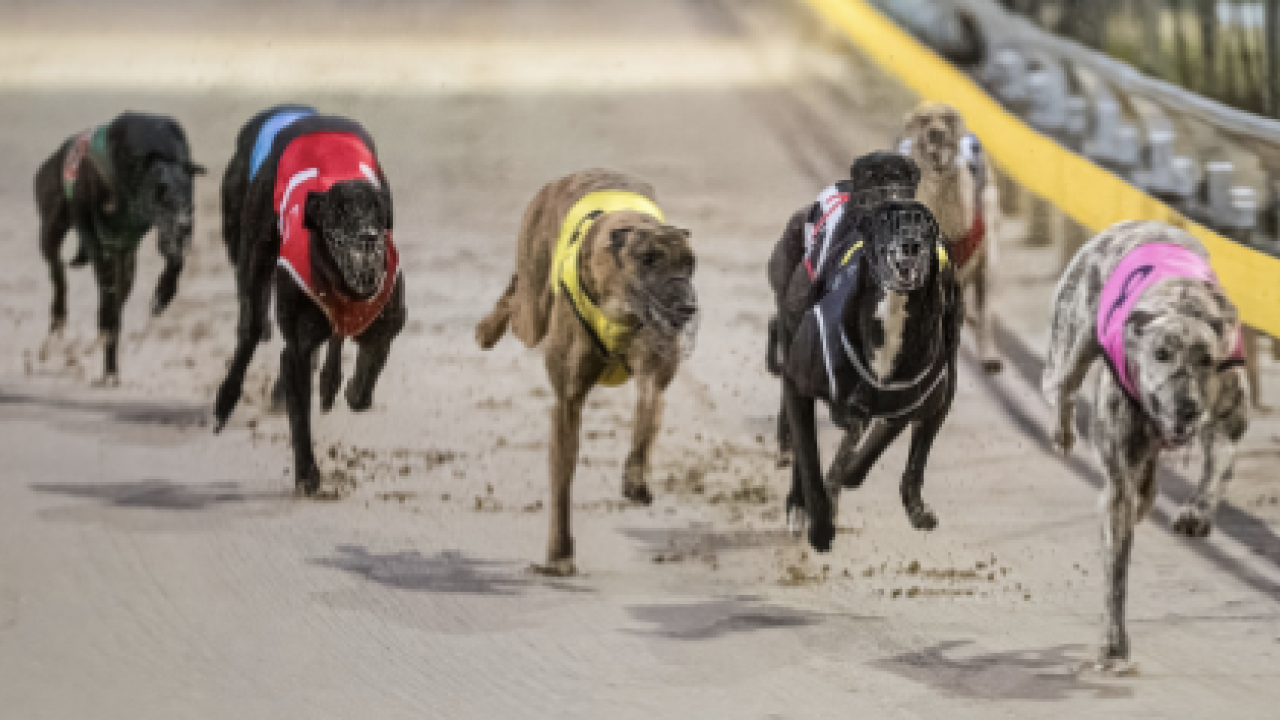 Greyhounds racing