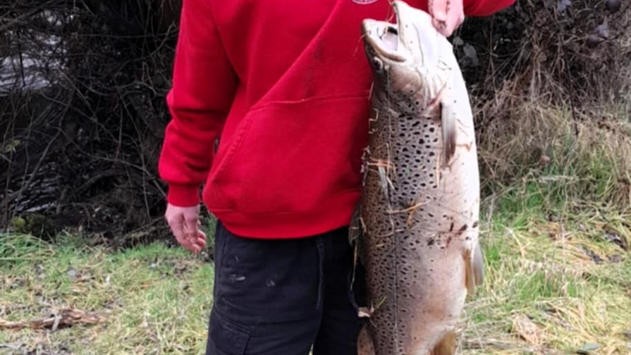 Memphys Paynter with the 9.2 kg-20.2 lb female brown trout he caught on a soft plastic lure from the Tyenna River last weekend.
