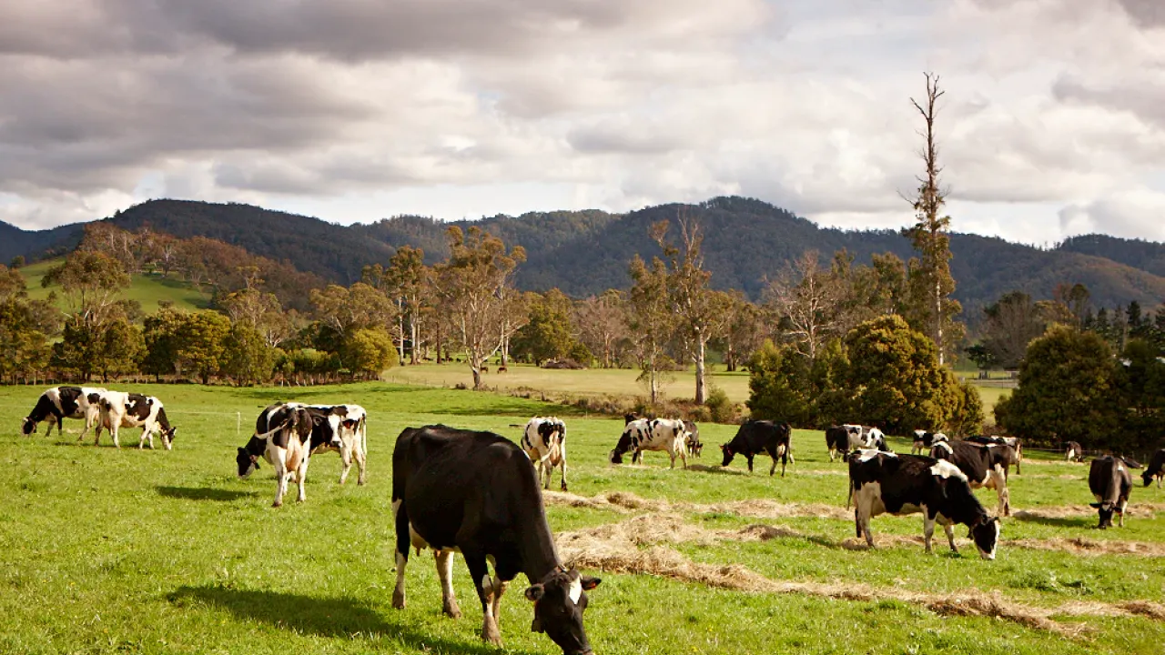 Pyengana Dairy