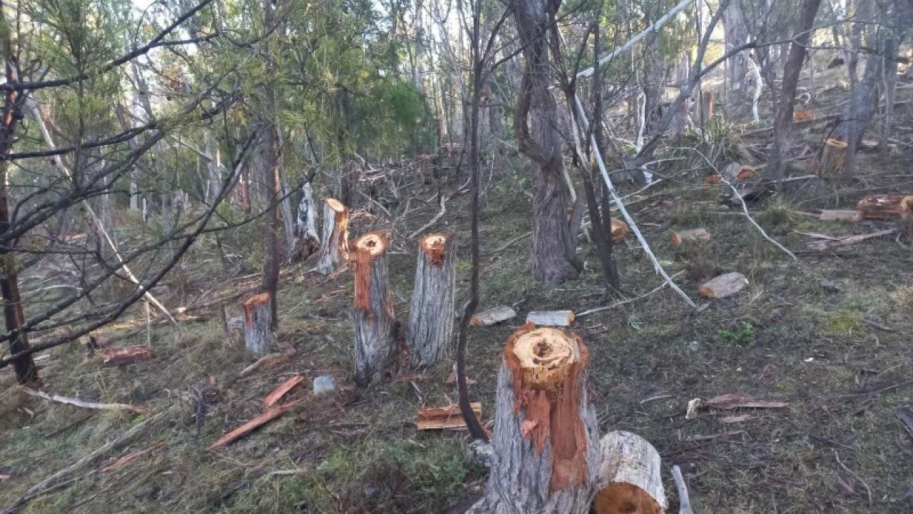 The felled trees on Sam Saliba’s property