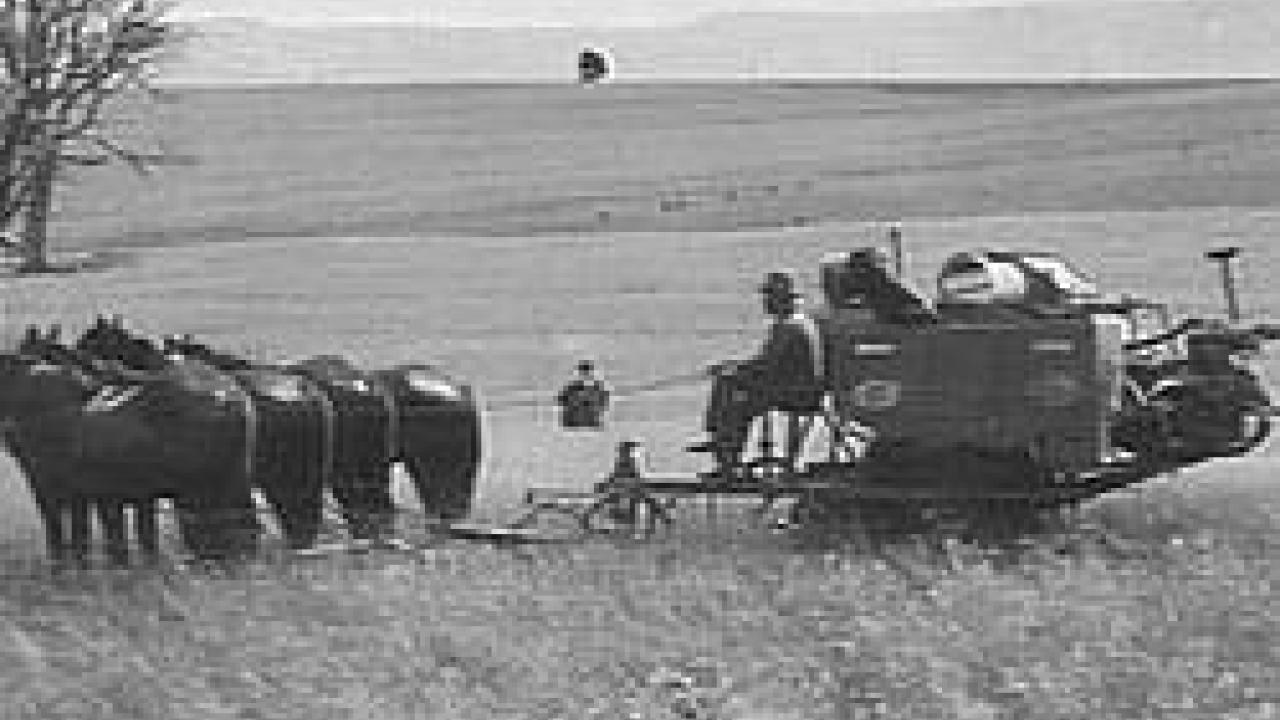 Farming at Cressy