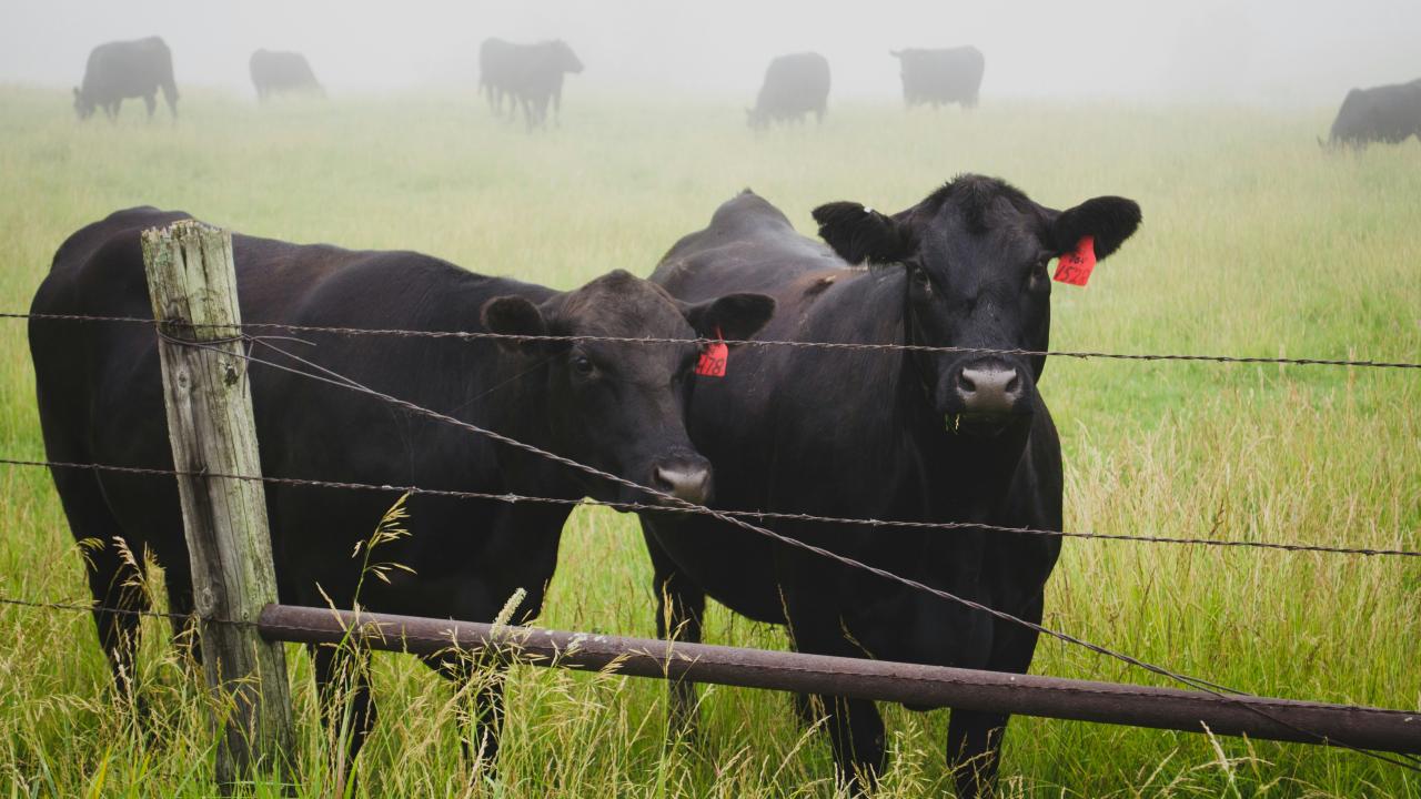 Cattle