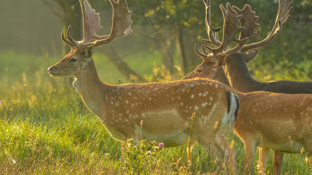 Wild fallow deer