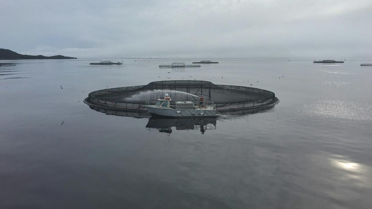 Salmon pens
