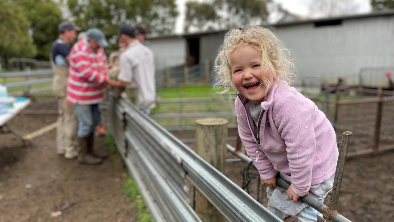 Poppy Connebear, 3, watches the lamb marking action in her grandparents’ sheep yards at Lochhaven farm, Selbourne. Poppy Connebear, 3, watches the lamb marking action in her grandparents’ sheep yards at Lochhaven farm, Selbourne.