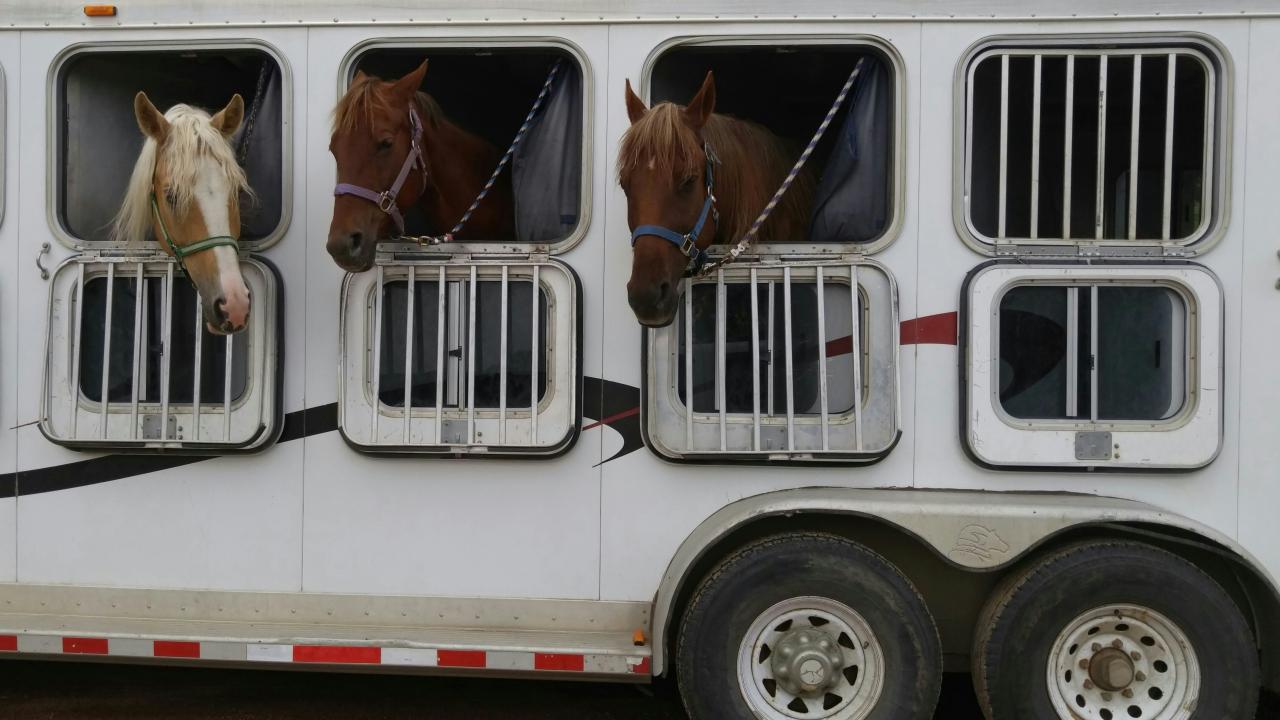 Horse transportation Horse transportation