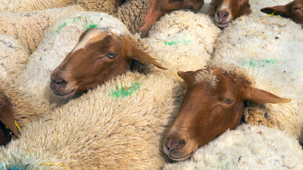 Sheep Sheep