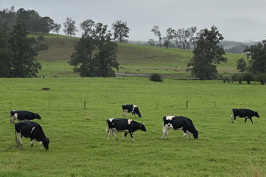 Milk fat is a critical component of dairy profitability, particularly in the Australian market