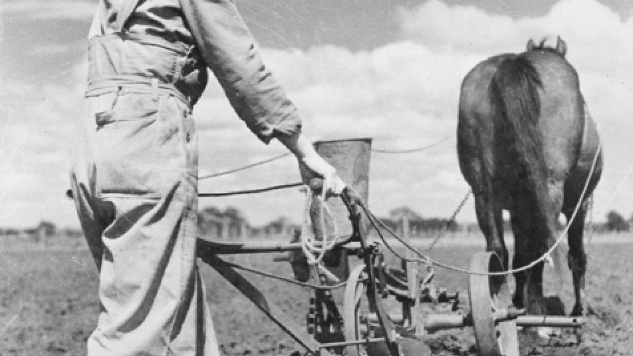 A member of the Australian Women's Land Army operates a horse drawn plough in preparation for planting potatoes C.1944. Photo courtesy Australian War Memorial.