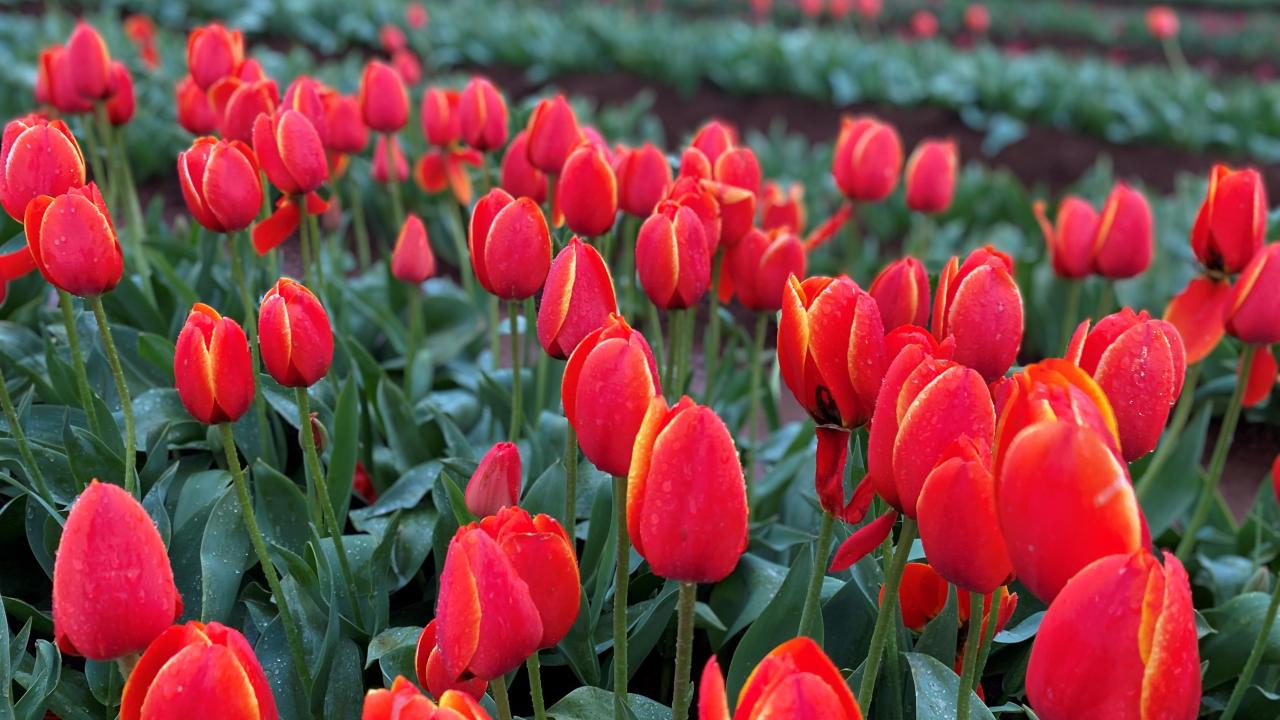 Flowers blooming at the Table Cape Tulip Farm Flowers blooming at the Table Cape Tulip Farm