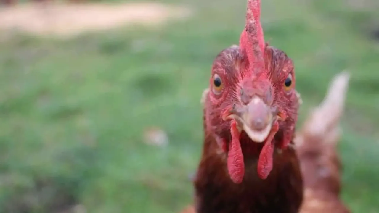 Adeline Lloyd's photo of a chicken at Cressy District High School Adeline Lloyd's photo of a chicken at Cressy District High School