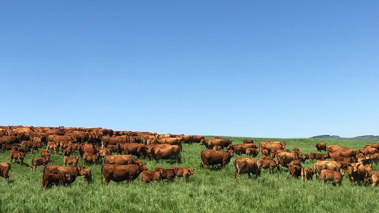 A beef cow A beef cow