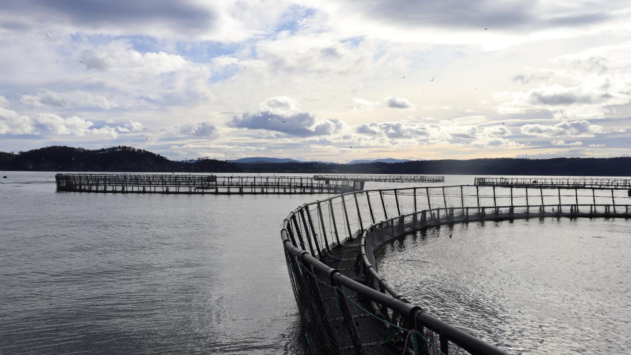 Huon Aquaculture salmon pens at Storm Bay
