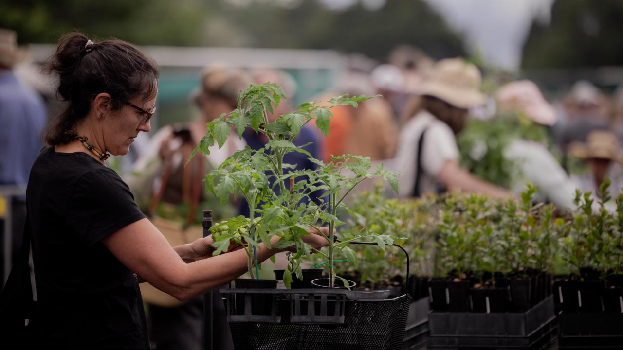 More than 2000 people attended the 2025 Annual Tomato Sale at the Royal Tasmanian Botanical Gardens