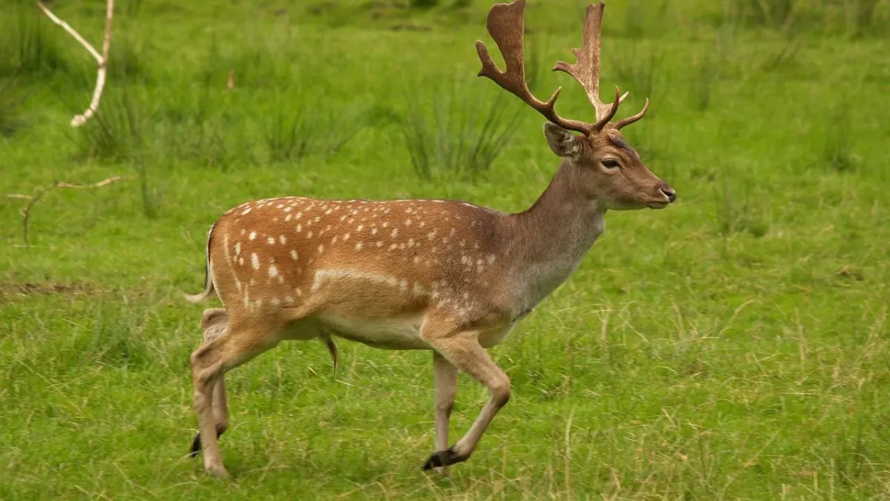 A wild fallow deer