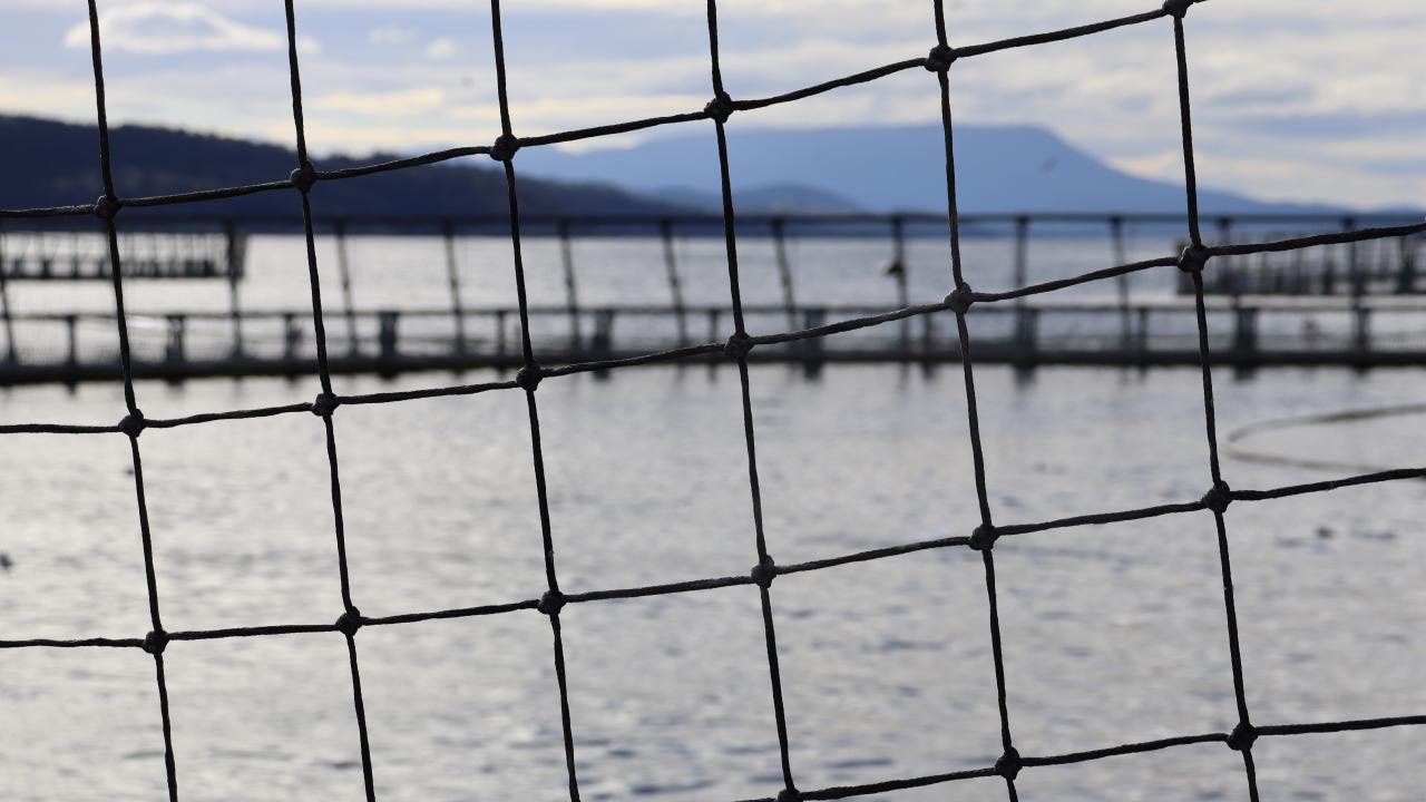 A Huon Aquaculture salmon pen at Storm Bay