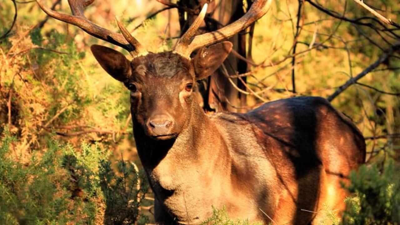 A Fallow deer