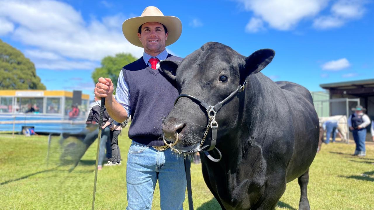 Angus bull Quarterways Techno upheld local pride at Scottsdale last Friday, winning the sashes for senior bull, Angus bull and grand champion of Scottsdale Show. 