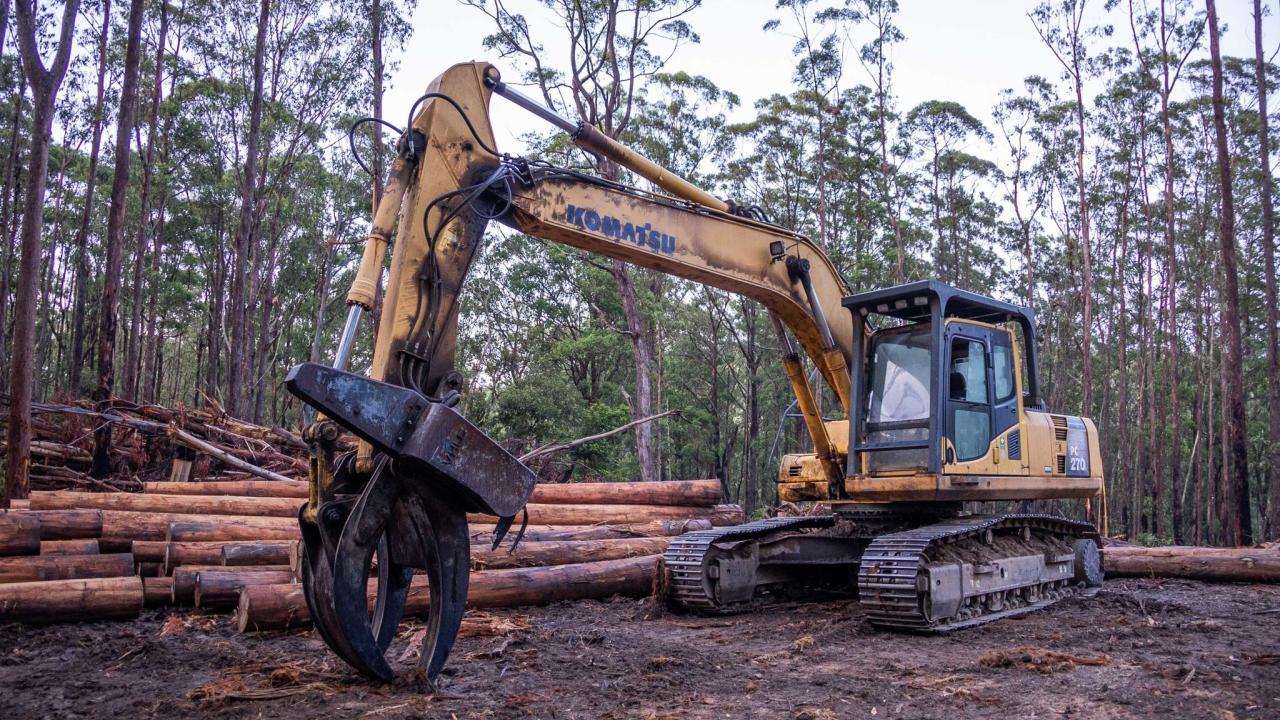 native forest logging
