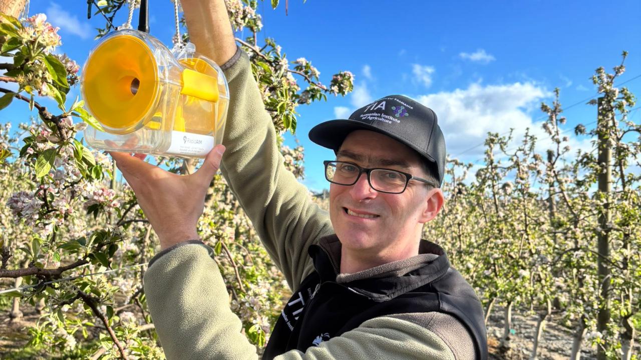 JM Roberts Charitable Trust recipient Justin Cappadonna with a codling moth sensor at an apple orchard in northern Tasmania.