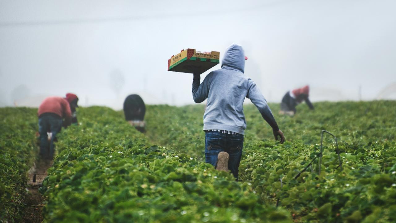 Agriculture workers in field