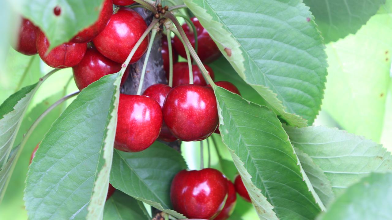 Cherries