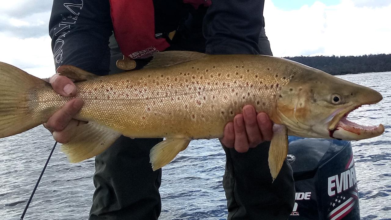 A fine brown trout caught from Lake Crescent A fine brown trout caught from Lake Crescent