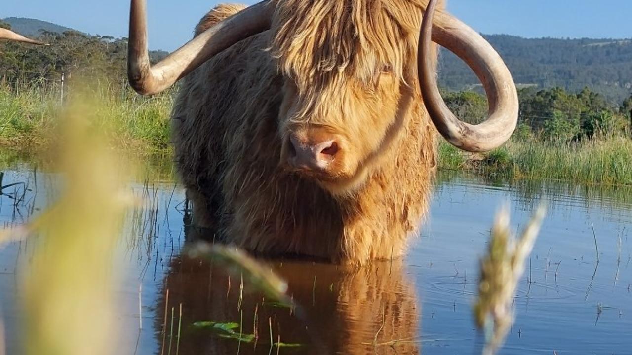 A bull
