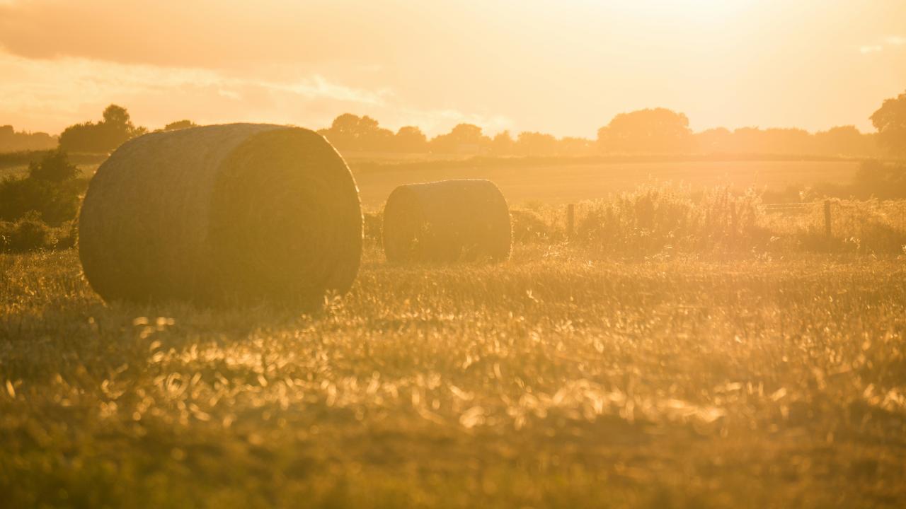 Hay bales in a field