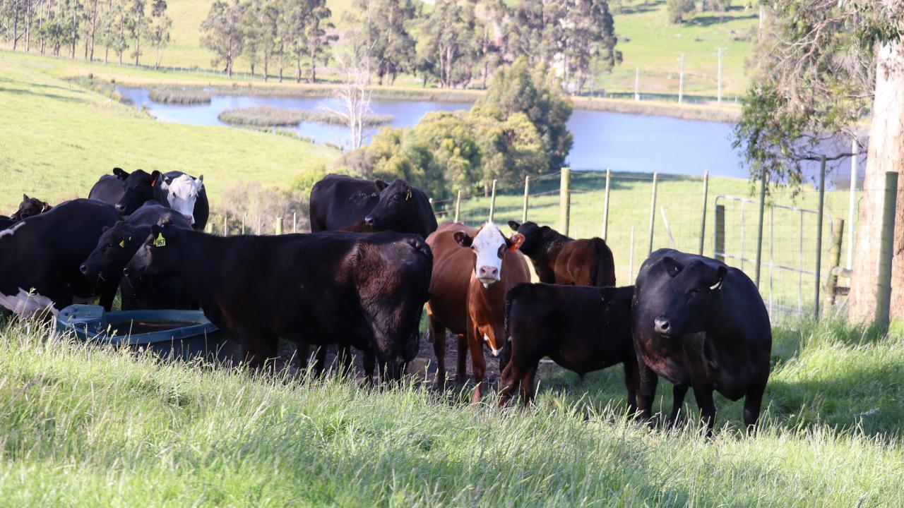 Beef cattle