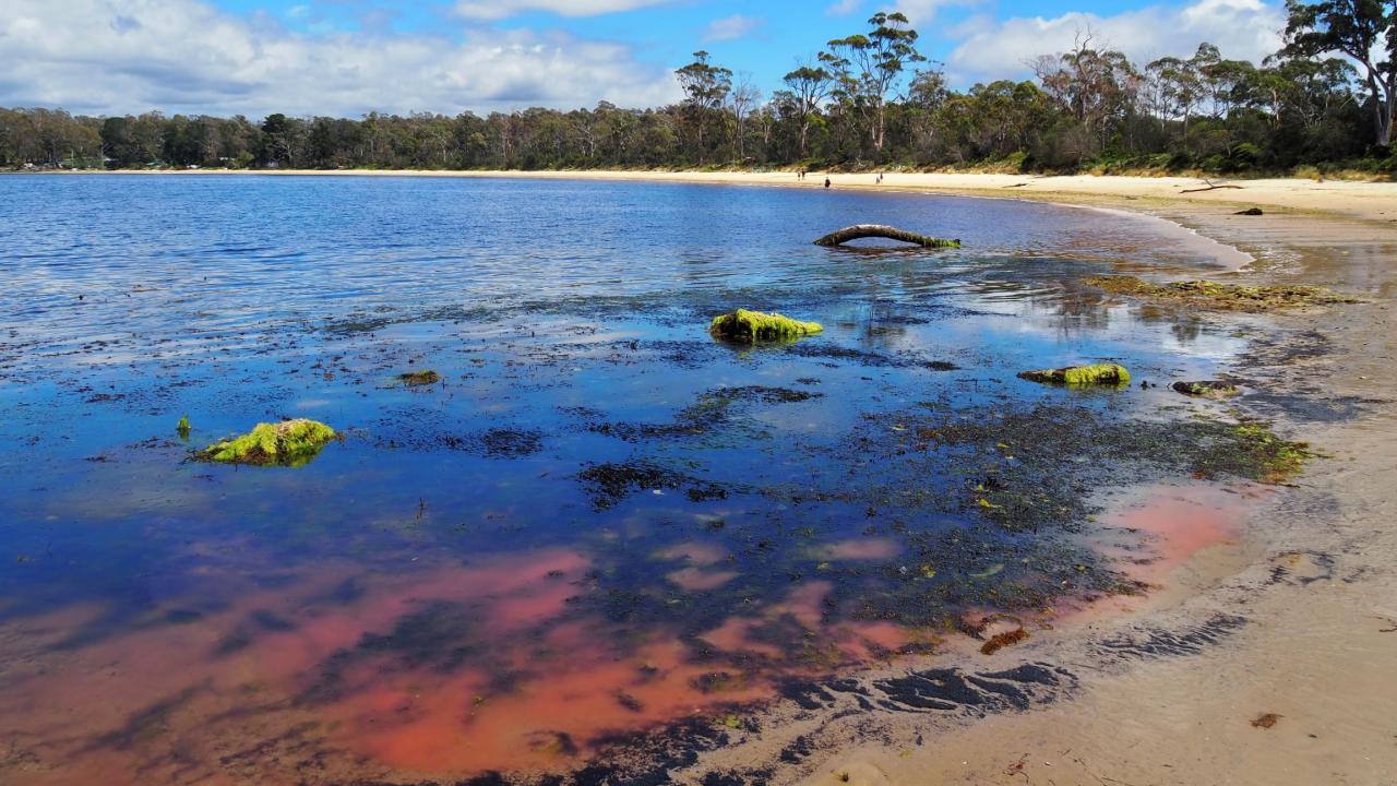 Algal bloom in the south of Tasmania