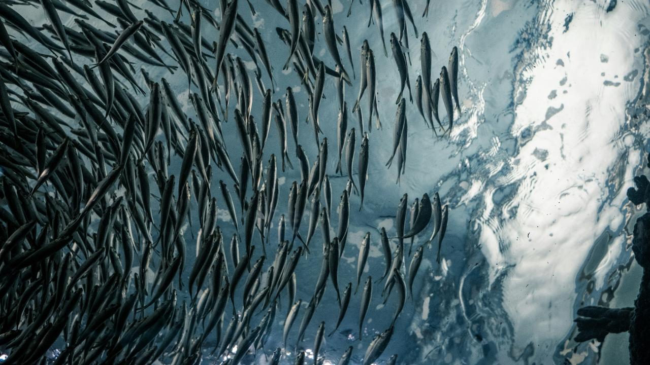 Sardines