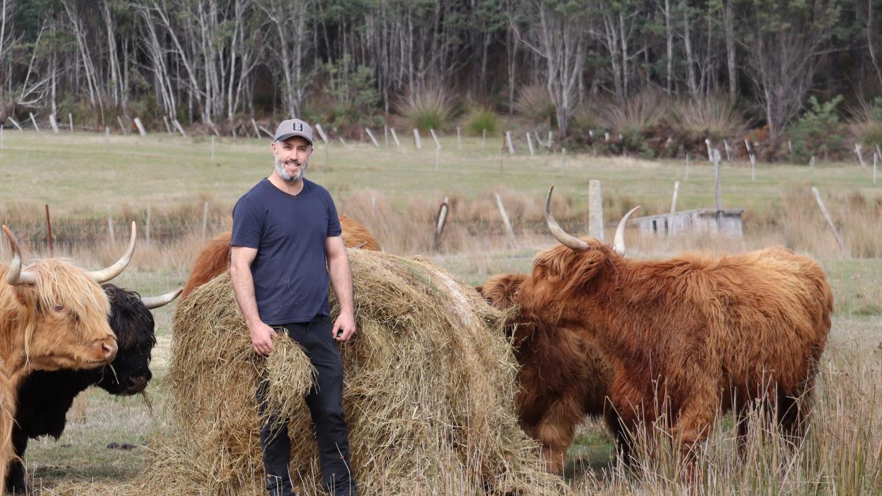 feeding the highland cattle