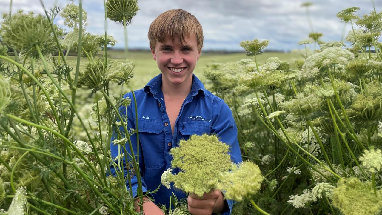 Jack Frost with his carrot seed crop
