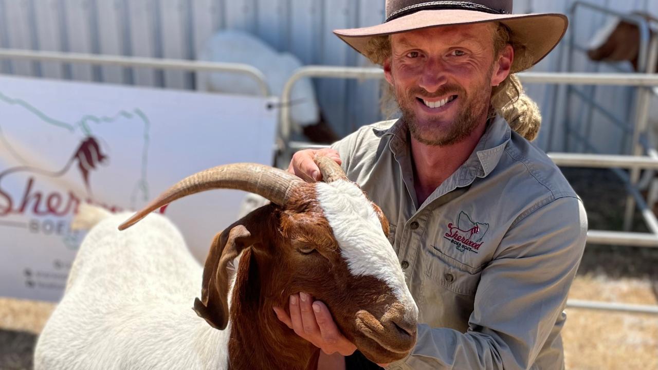Callan Morse of Sherwood Boer Goats