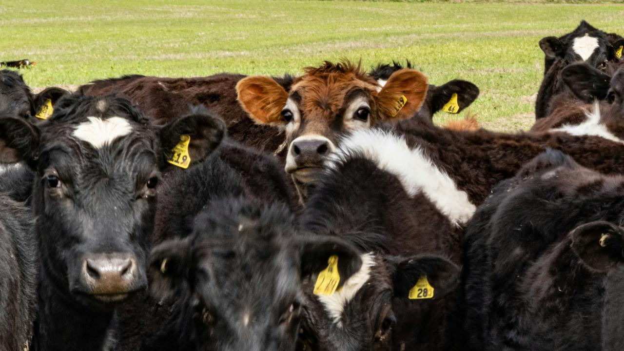 Cattle