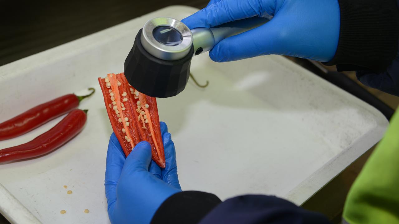 Checking for fruit flies in chill