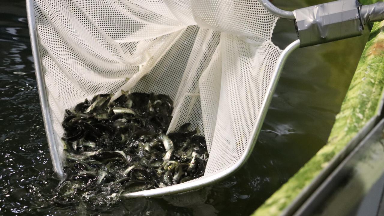 Salmon at Huon's Forest Home Hatchery