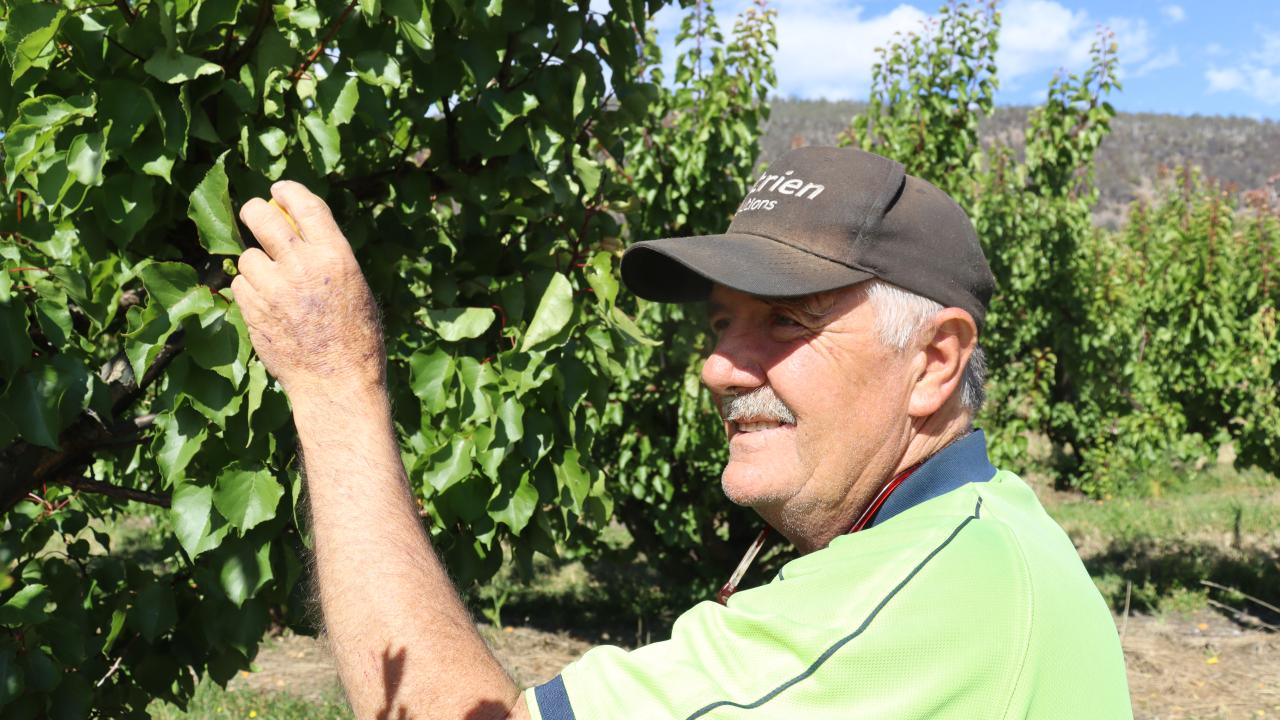 Ian Newnham picking an apricot